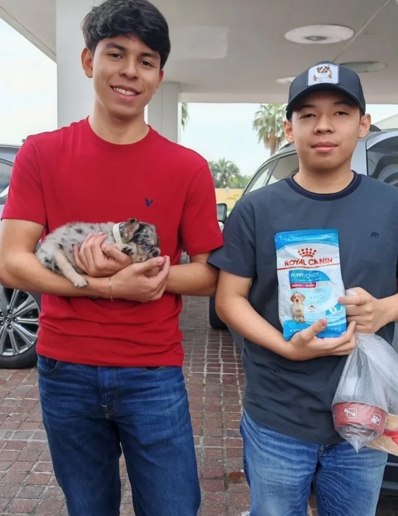 Clientes felices con su Bulldog Francés blue merle y su kit de bienvenida