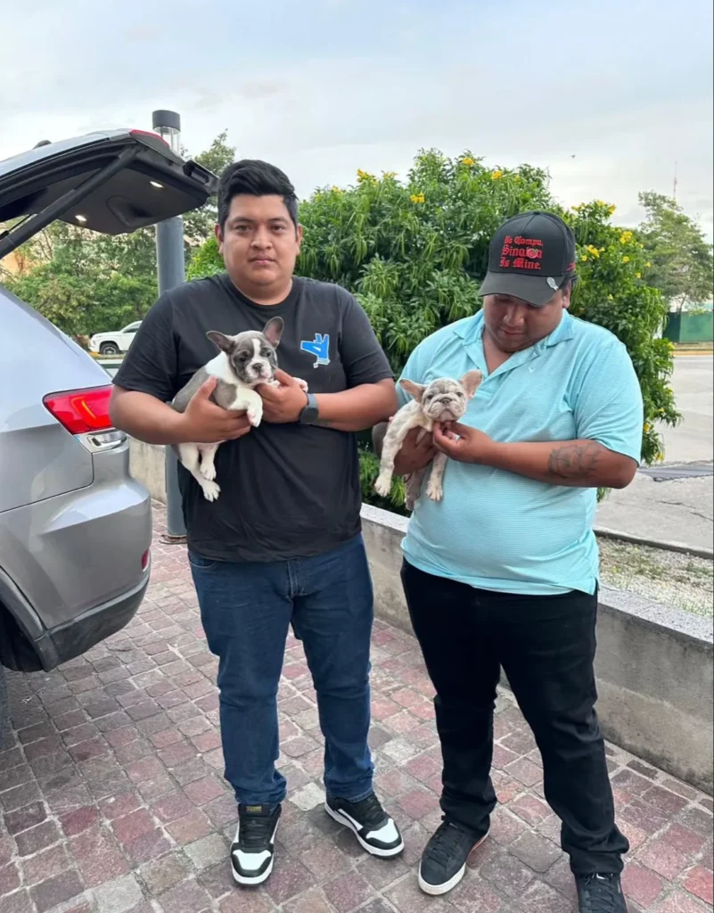 Clientes felices con dos cachorros Bulldog Francés