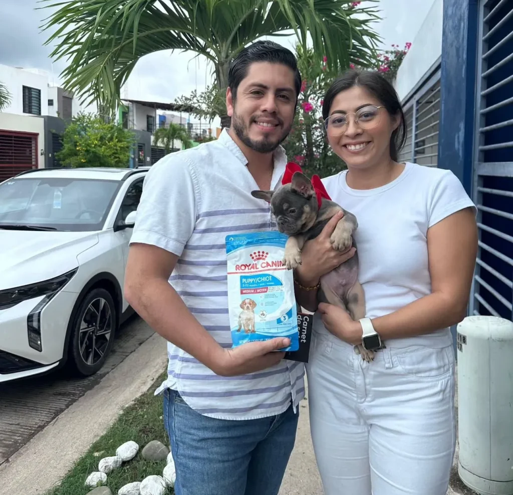 Pareja feliz recibiendo su Bulldog Francés blue and tan