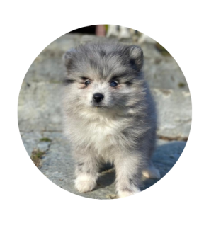 pomerania ruso mini merle precio medellin