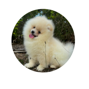 criadero pomerania mini blanco ruso precio medellin