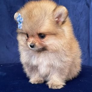 pomerania precio Ruso Cara de Oso criadero medellin