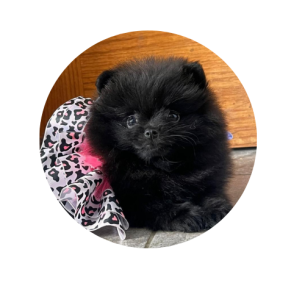 criadero pomerania mini negro ruso precio medellin