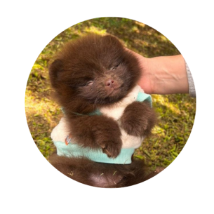 Black and Gold Circular Barbershop Logo