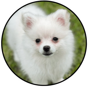 criadero pomerania mini blanco precio medellin