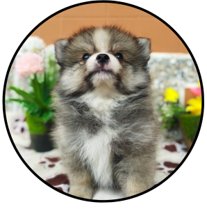 perro pomerania mini bicolor particolor precio medellin