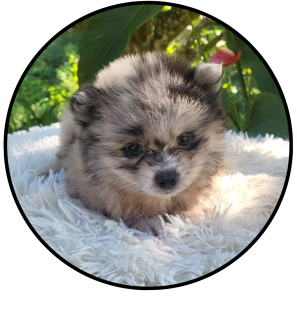 perro pomerania mini blue merle precio medellin