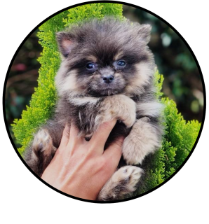 perro pomerania mini black and tan precio medellin