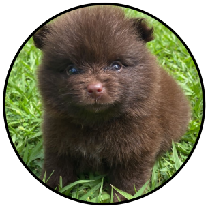 pomerania mini chocolate precio medellin